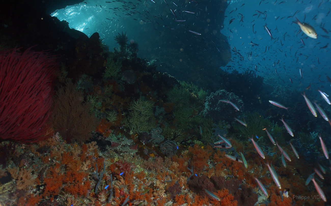 Raja Ampat 2016 - Corail - IMG_4682_rc.jpg